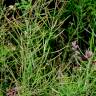 Fotografia 7 da espécie Arabidopsis thaliana do Jardim Botânico UTAD