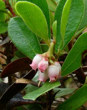 Fotografia 3 da espécie Arctostaphylos uva-ursi no Jardim Botânico UTAD