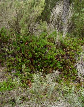 Fotografia 4 da espécie Arctostaphylos uva-ursi no Jardim Botânico UTAD