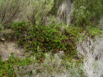 Fotografia da espécie Arctostaphylos uva-ursi