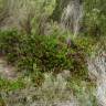 Fotografia 4 da espécie Arctostaphylos uva-ursi do Jardim Botânico UTAD