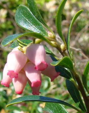 Fotografia 5 da espécie Arctostaphylos uva-ursi no Jardim Botânico UTAD