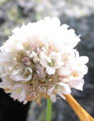 Armeria beirana