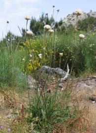 Fotografia da espécie Armeria beirana