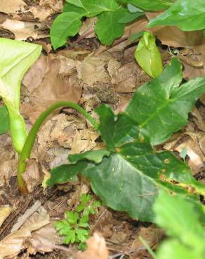 Fotografia 2 da espécie Arum italicum no Jardim Botânico UTAD
