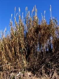 Fotografia da espécie Arundo donax