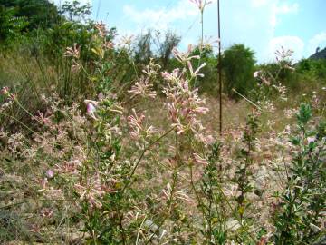 Fotografia da espécie Asperula aristata subesp. scabra