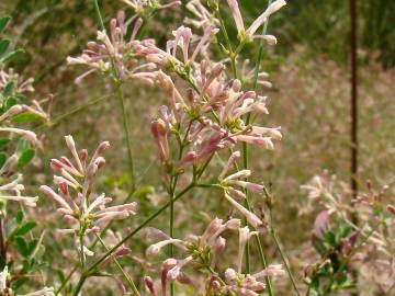 Fotografia da espécie Asperula aristata subesp. scabra