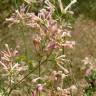 Fotografia 4 da espécie Asperula aristata subesp. scabra do Jardim Botânico UTAD