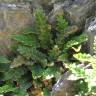 Fotografia 5 da espécie Asplenium ceterach do Jardim Botânico UTAD