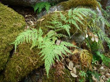 Fotografia da espécie Asplenium onopteris