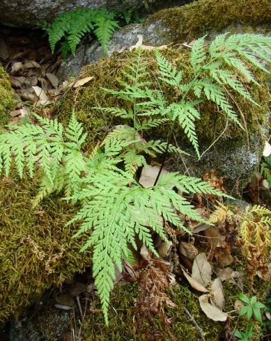 Fotografia de capa Asplenium onopteris - do Jardim Botânico