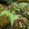 Fotografia 1 da espécie Asplenium onopteris do Jardim Botânico UTAD