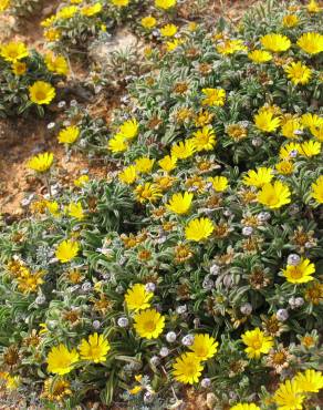 Fotografia 1 da espécie Pallenis maritima no Jardim Botânico UTAD