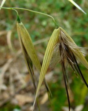 Fotografia 1 da espécie Avena sterilis subesp. ludoviciana no Jardim Botânico UTAD