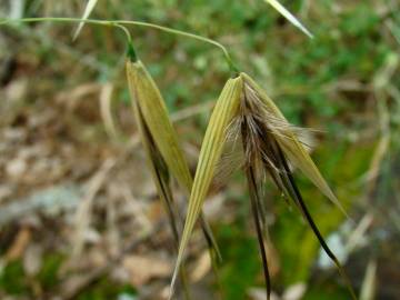 Fotografia da espécie Avena sterilis subesp. ludoviciana