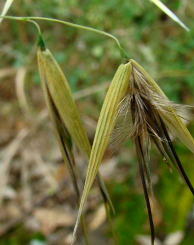 Fotografia de capa Avena sterilis subesp. ludoviciana - do Jardim Botânico