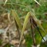 Fotografia 1 da espécie Avena sterilis subesp. ludoviciana do Jardim Botânico UTAD