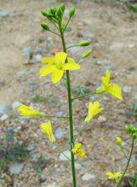 Fotografia da espécie Brassica barrelieri