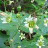 Fotografia 6 da espécie Bryonia cretica subesp. dioica do Jardim Botânico UTAD