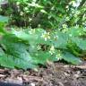 Fotografia 7 da espécie Bryonia cretica subesp. dioica do Jardim Botânico UTAD