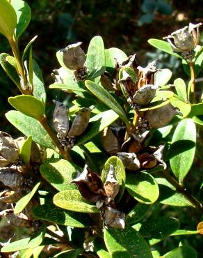 Fotografia 4 da espécie Buxus sempervirens no Jardim Botânico UTAD