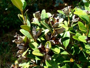 Fotografia da espécie Buxus sempervirens
