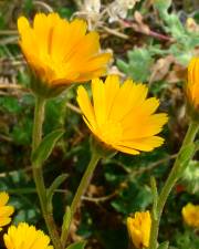 Jardim Botânico UTAD | Género: Calendula