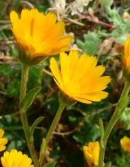 Calendula arvensis