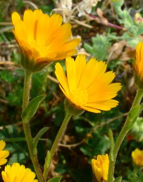 Fotografia 1 da espécie Calendula arvensis no Jardim Botânico UTAD