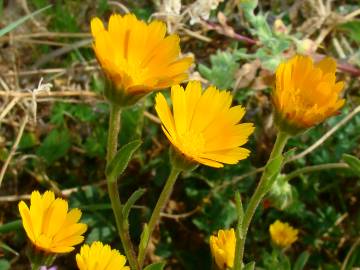 Fotografia da espécie Calendula arvensis