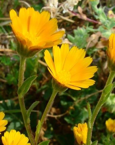 Fotografia de capa Calendula arvensis - do Jardim Botânico