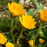 Fotografia 1 da espécie Calendula arvensis do Jardim Botânico UTAD