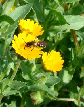 Fotografia 3 da espécie Calendula arvensis no Jardim Botânico UTAD