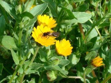 Fotografia da espécie Calendula arvensis