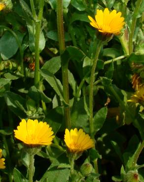 Fotografia 4 da espécie Calendula arvensis no Jardim Botânico UTAD