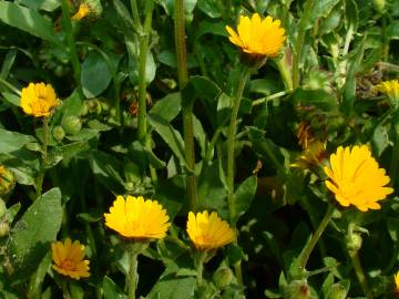 Fotografia da espécie Calendula arvensis