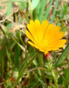 Fotografia 5 da espécie Calendula arvensis no Jardim Botânico UTAD