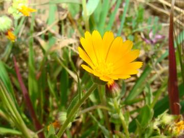 Fotografia da espécie Calendula arvensis