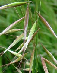 Avena barbata subesp. barbata