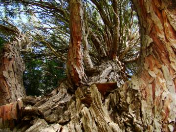 Fotografia da espécie Calocedrus decurrens