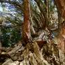 Fotografia 1 da espécie Calocedrus decurrens do Jardim Botânico UTAD