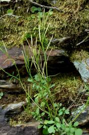 Fotografia da espécie Cardamine hirsuta