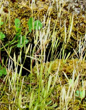 Fotografia 5 da espécie Cardamine hirsuta no Jardim Botânico UTAD