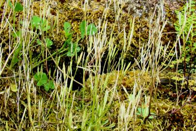 Fotografia da espécie Cardamine hirsuta