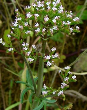 Fotografia 1 da espécie Centranthus calcitrapae subesp. calcitrapae no Jardim Botânico UTAD