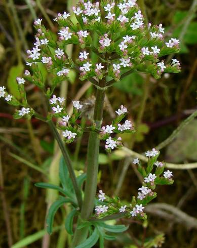 Fotografia de capa Centranthus calcitrapae subesp. calcitrapae - do Jardim Botânico