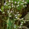 Fotografia 1 da espécie Centranthus calcitrapae subesp. calcitrapae do Jardim Botânico UTAD