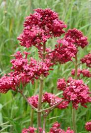 Fotografia da espécie Centranthus ruber