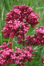 Fotografia da espécie Centranthus ruber